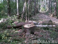 Русский лес – это не только древесина...