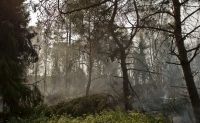 Мгла пришла из горящего леса